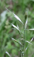 Achnatherum sibiricum