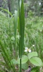 Achnatherum sibiricum