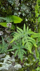 Aleuritopteris argentea
