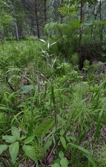 Achnatherum sibiricum
