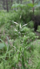 Achnatherum sibiricum