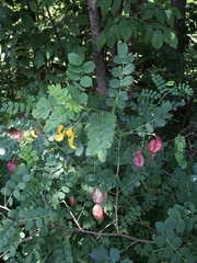 Colutea