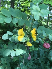 Colutea