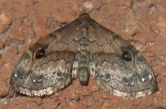 Melanomma auricinctaria