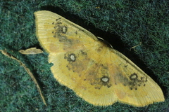 Cyclophora albiocellaria