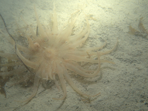 Andresia partenopea
