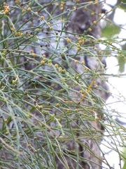 Psilotum complanatum
