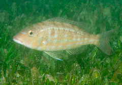 Lethrinus genivittatus