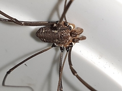 Leiobunum calcar