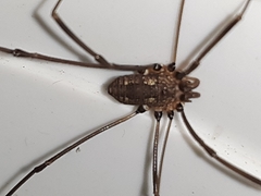 Leiobunum calcar
