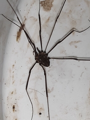 Leiobunum calcar