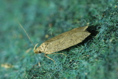 Helcystogramma lutatella