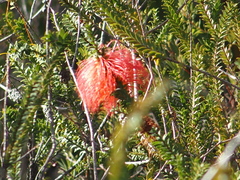 Melaleuca sparsa