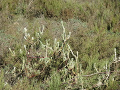 Leucadendron verticillatum