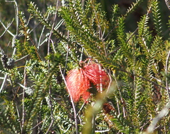 Melaleuca sparsa