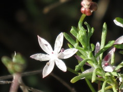 Strumaria tenella tenella