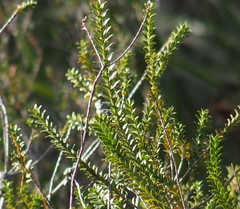 Melaleuca sparsa