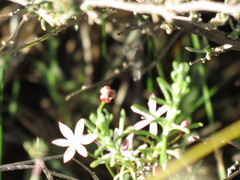 Strumaria tenella tenella