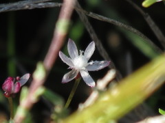Strumaria tenella tenella