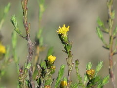 Marasmodes dummeri
