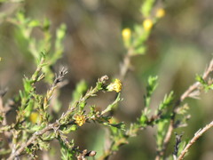 Marasmodes dummeri