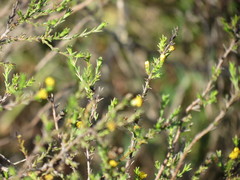 Marasmodes dummeri