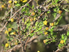 Marasmodes dummeri