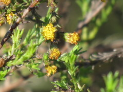 Marasmodes dummeri
