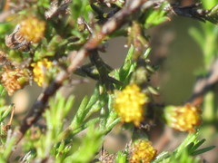 Marasmodes dummeri