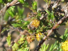 Marasmodes dummeri
