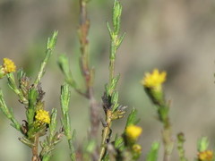 Marasmodes dummeri