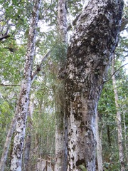 Psilotum complanatum