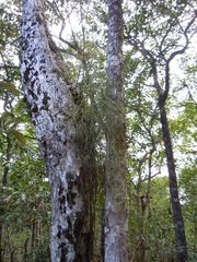 Psilotum complanatum
