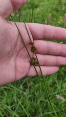 Juncus conglomeratus