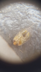 Miridae