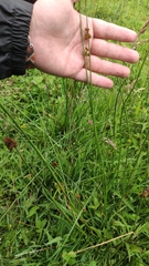 Juncus conglomeratus
