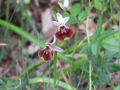 Ophrys fuciflora parvimaculata