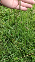 Juncus conglomeratus