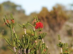 Melaleuca sparsa