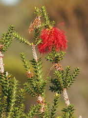 Melaleuca sparsa