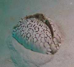 Calappa ocellata