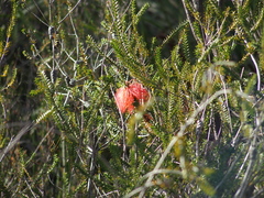 Melaleuca sparsa