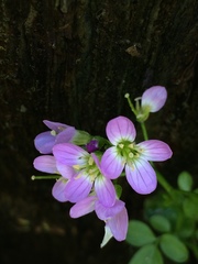 Cardamine raphanifolia raphanifolia