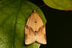 Clepsis consimilana