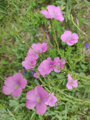 Linum viscosum