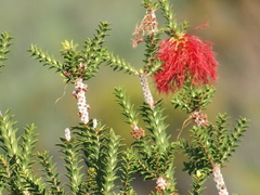 Melaleuca sparsa