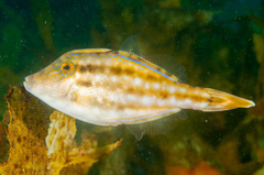 Meuschenia trachylepis