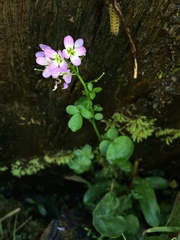 Cardamine raphanifolia raphanifolia