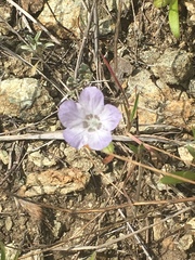 Hydrophylloideae