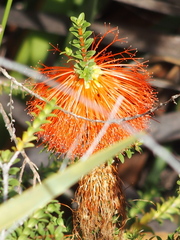 Melaleuca sparsa